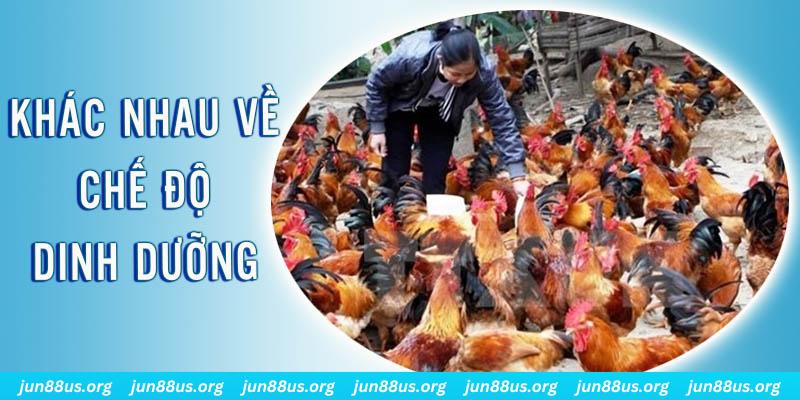 xoso9988 Đại Chiến Đỏ Đen
